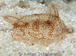 Sea Slug - Found a budance in this particular Site.. Take... by Adrian Schokman 